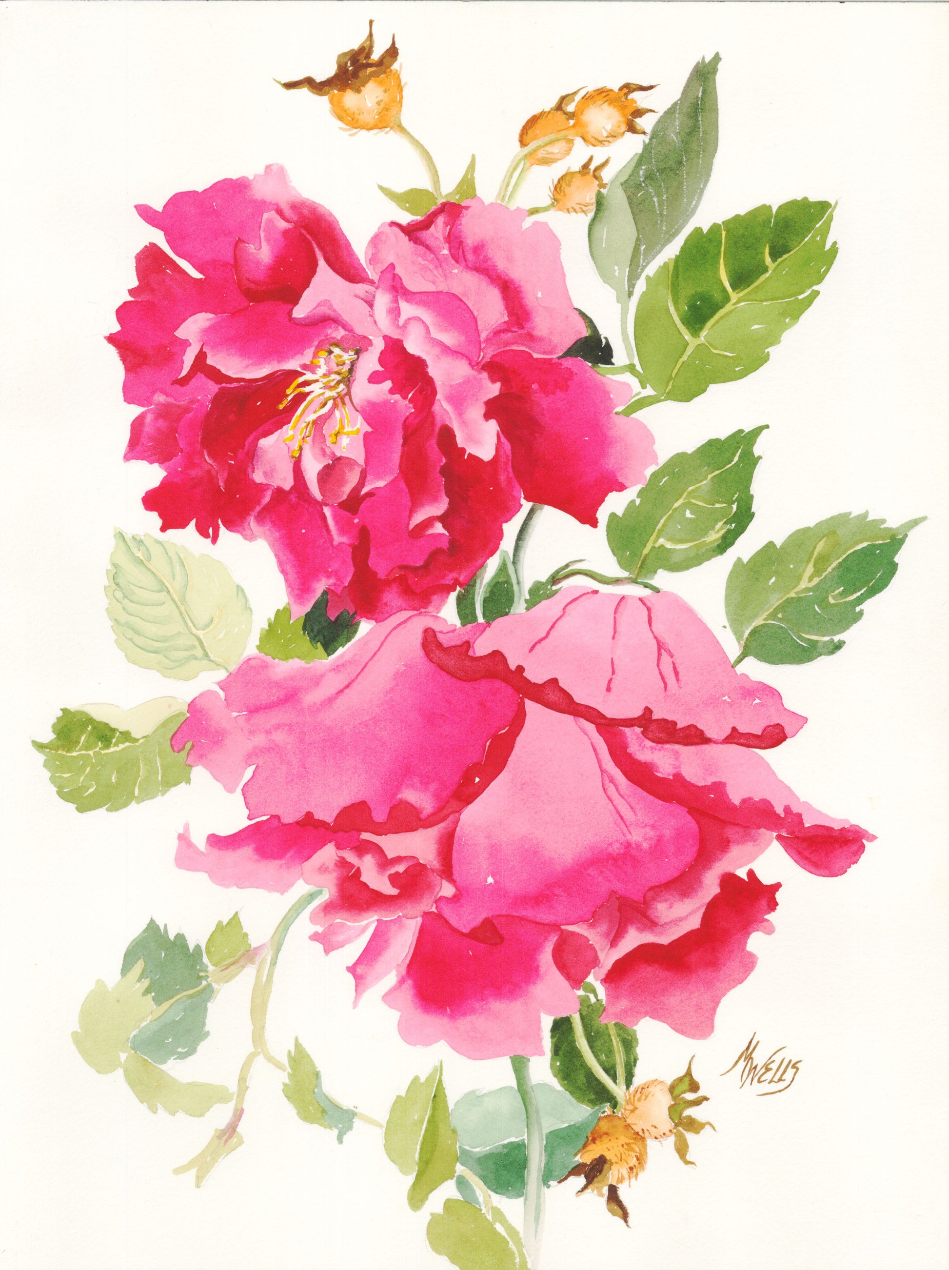 watercolor painting in reds and pinks of "Cuthbert Grant" rose, a Canadian cultivar, in semi botanical style by Marilyn Wells 12" x 16"