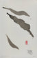 Abstract sumi e Original “Pure Contradiction” by Marilyn Wells